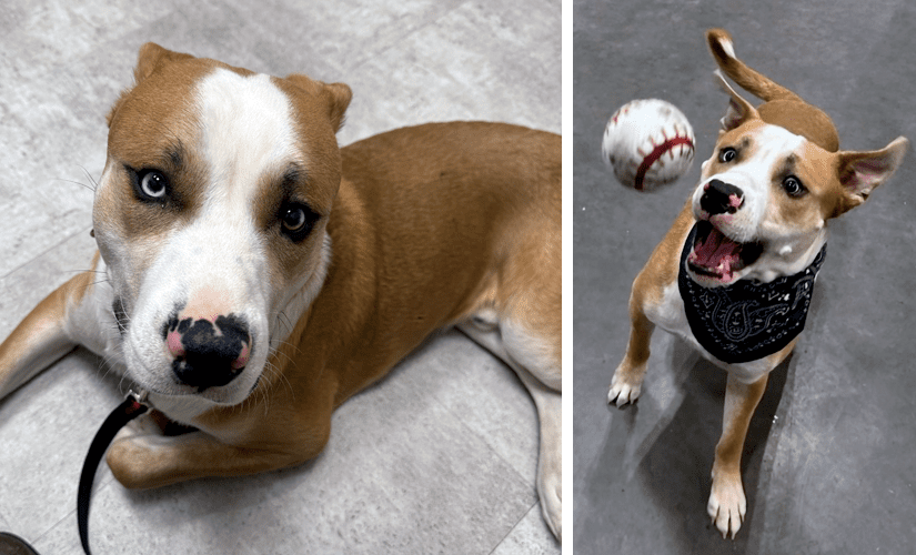 Prince, a tawny pit bull terrier with white face markings and adoring blue eyes, looking up sweetly in one photo and jumping up to catch a ball in the other.