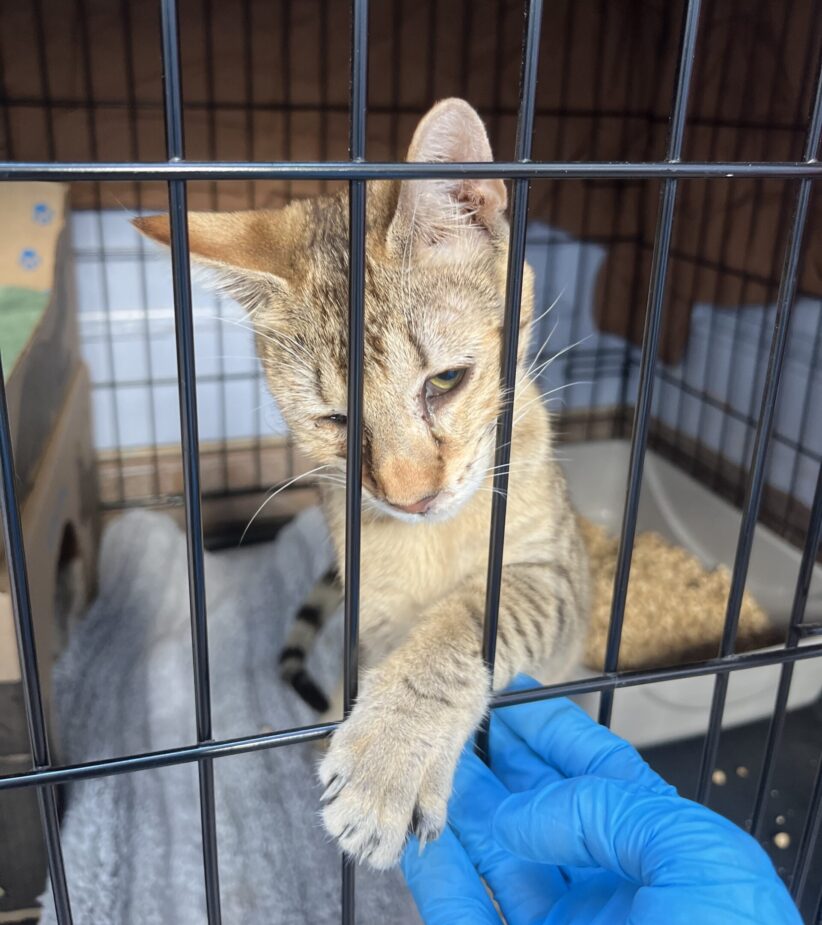 Rescued Savannah reaching through their crate