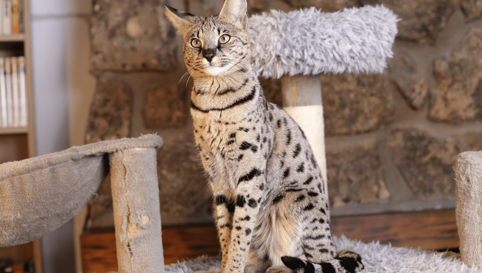 Example of Savannah cat on a cat tree that has been scratched