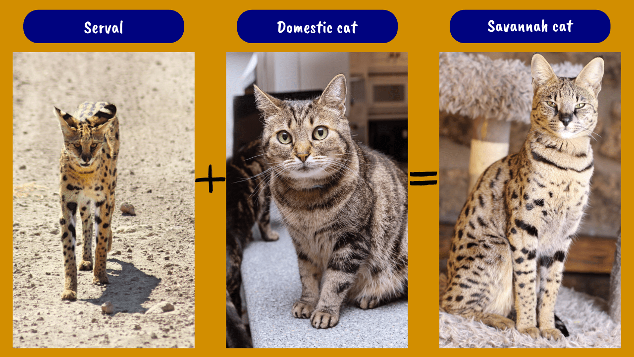 3 photos: Serval is bred with a domestic cat to produce a Savannah cat.