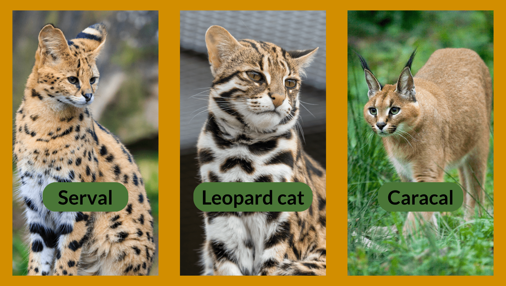 3 photos of exotic cats: serval, leopard cat, and caracal