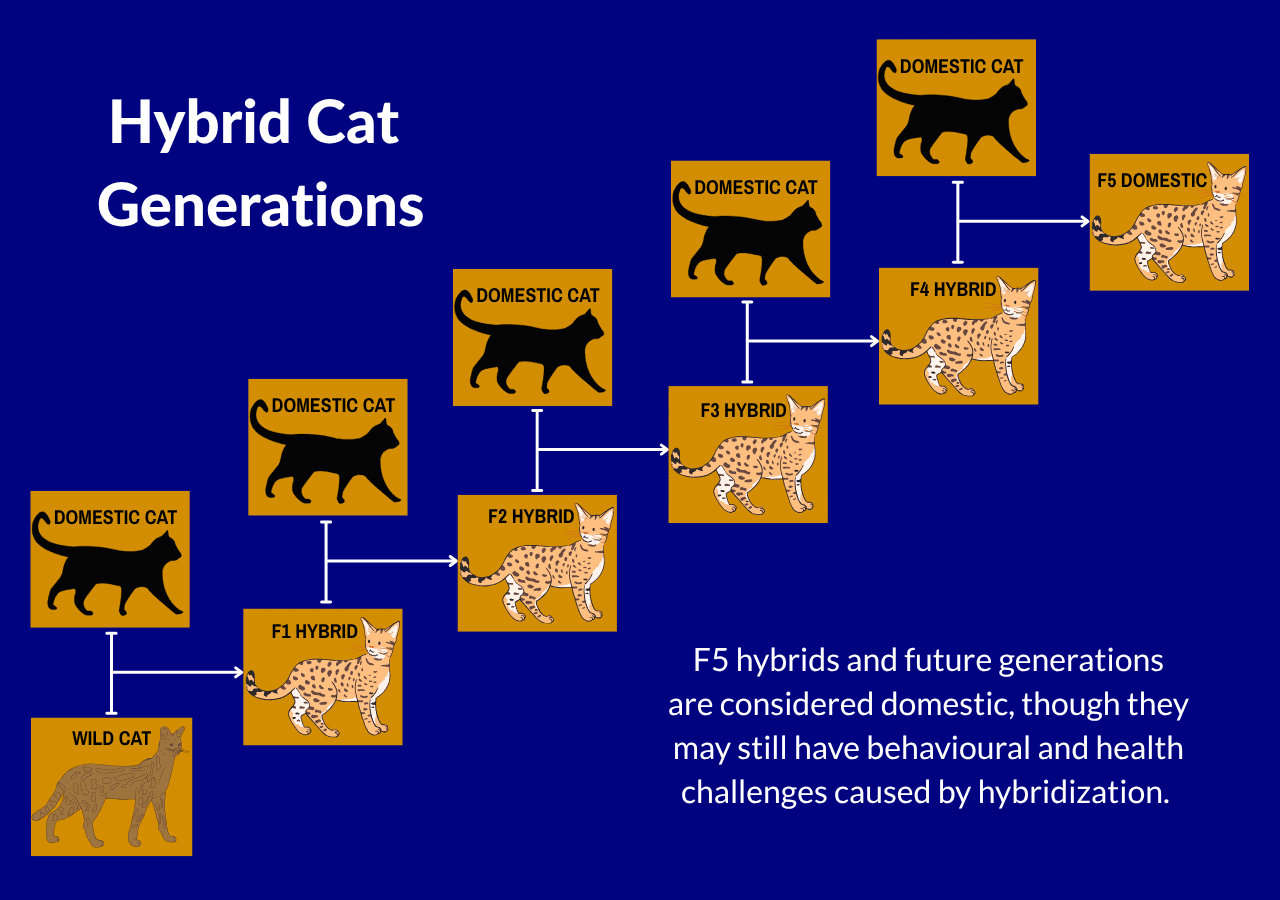 Generation chart showing how hybrid cats are bred. Wild cat is bred with domestic cat. Offspring is then bred with domestic cats for 4 generations. The 5th generation is considered domestic, though they may still have behavioural and health challenges.