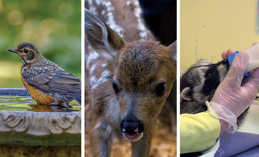An american robin enjoying a bird bath, a black-tailed deer fawn in the care of WildARC sticking its tongue out, and an orphaned baby raccoon being bottle-fed by a WildARC staff member.