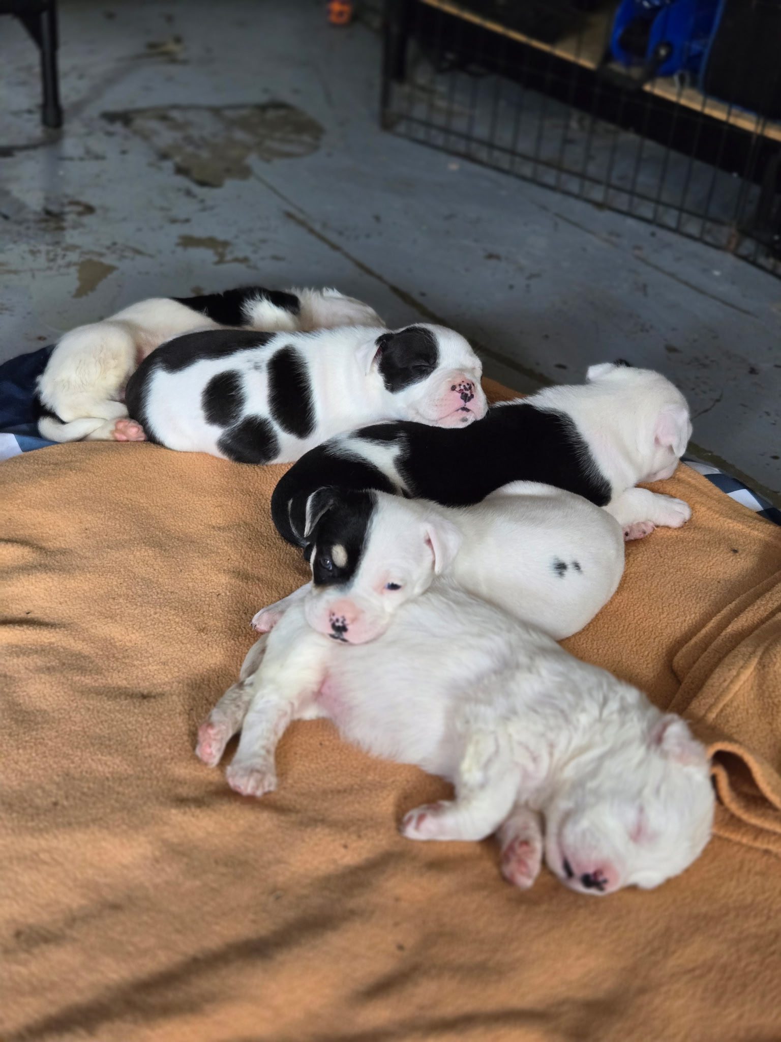 very skinny puppy on intake and puppy being held by caring staff
