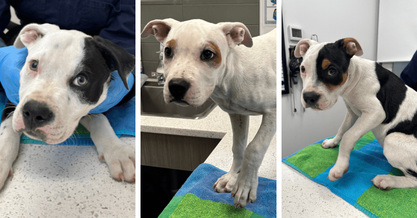 very skinny puppy on intake and puppy being held by caring staff