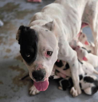 Mom with puppies nursing