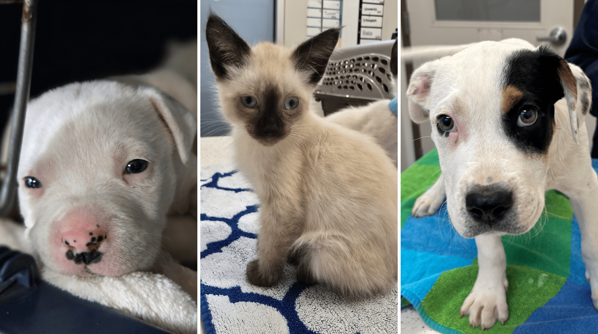 three fluffy cats in care