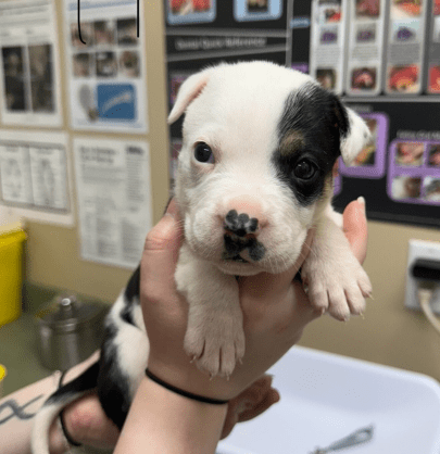 black and white puppy