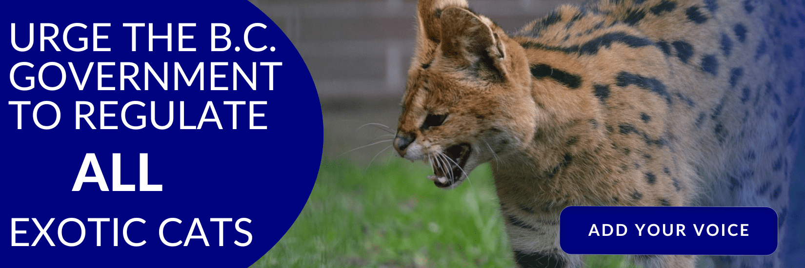 Click here to urge the government to regulate ALL exotic cats