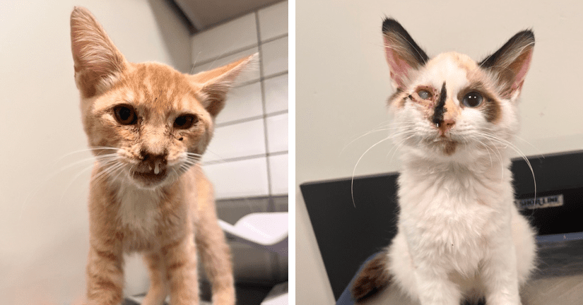 One ginger cat with discharge coming out of nose, another white and black with a cloudy painful eye