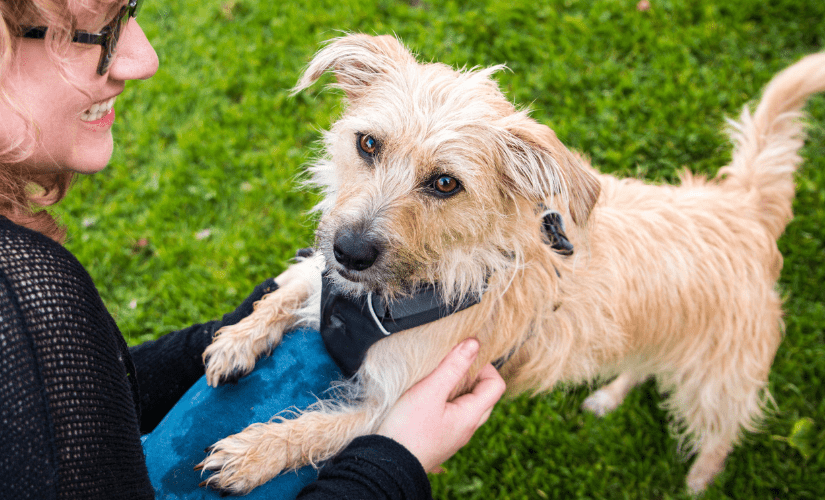 Small brown dog seeking human contact by putting its paws on human lap against green grass