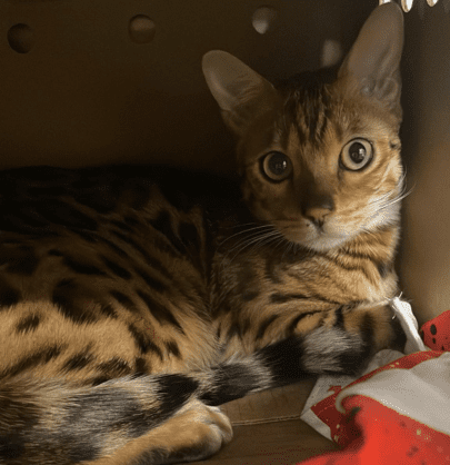 Bengal cat rescued by the BC SPCA