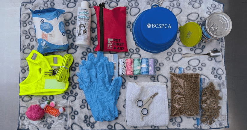Emergency kit of a cat. Featuring various items from the checklist.