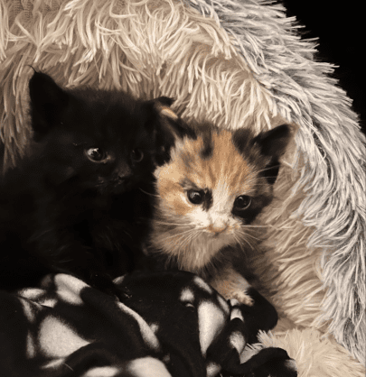 Rescued kittens