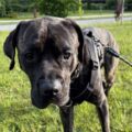 Frank the black dog outside on his leash.