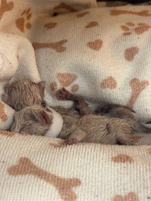 Two tiny new born kittens lie on a soft blanket