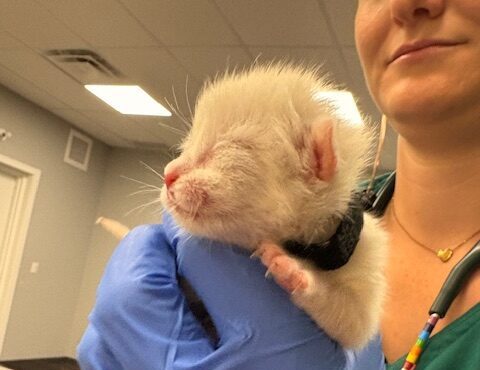 Tiny white kitten with eyes tight shut, being held in hand by a blue surgical glove