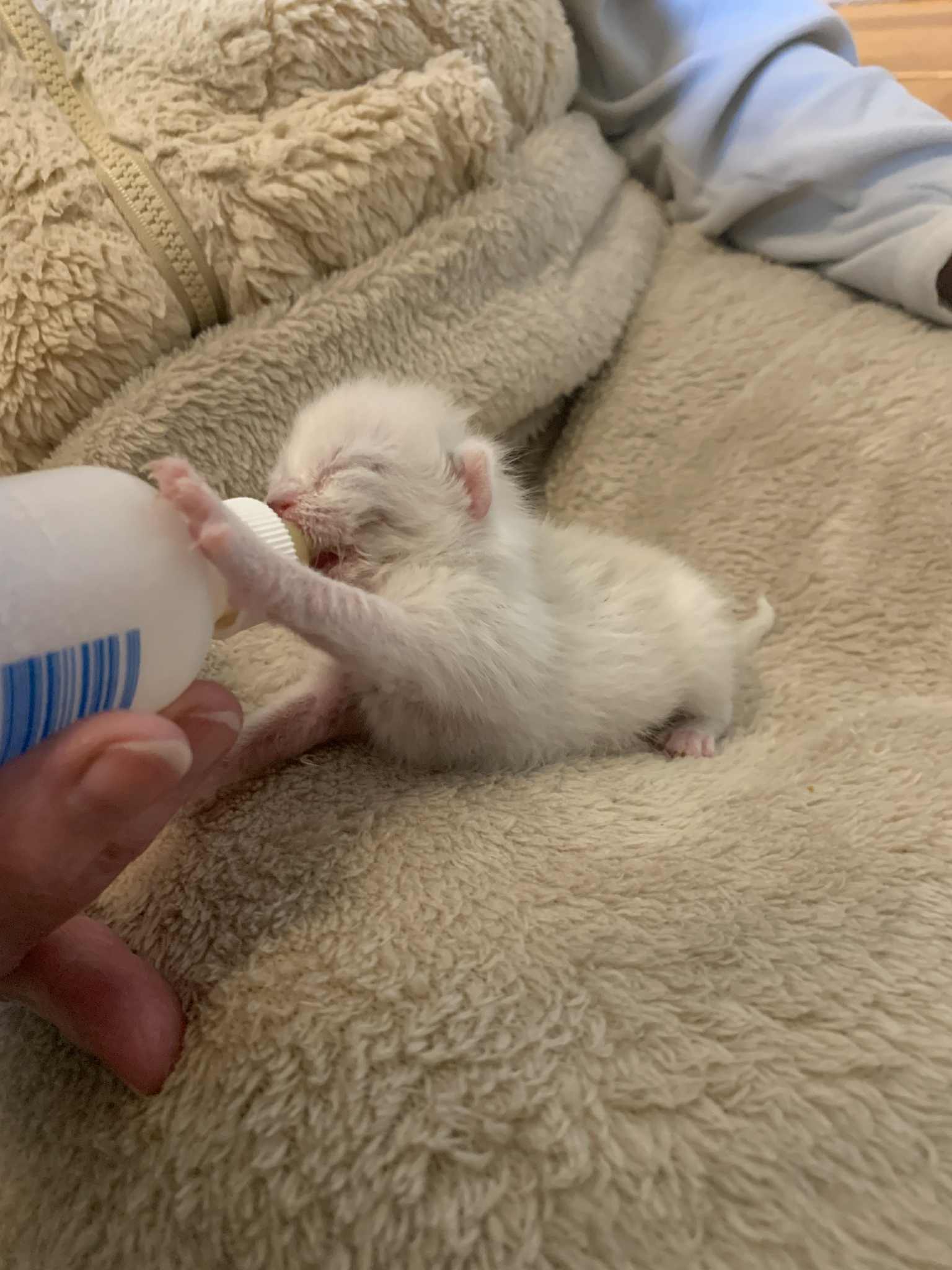 small white kitten lies on fluffy brown blanket suckling on a tiny bottle feeder being held in someone's hand. His paw reaches out to the bottle