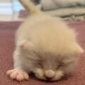 tiny white kitten lying on pink carpet appears to wriggle with his tail sticking up
