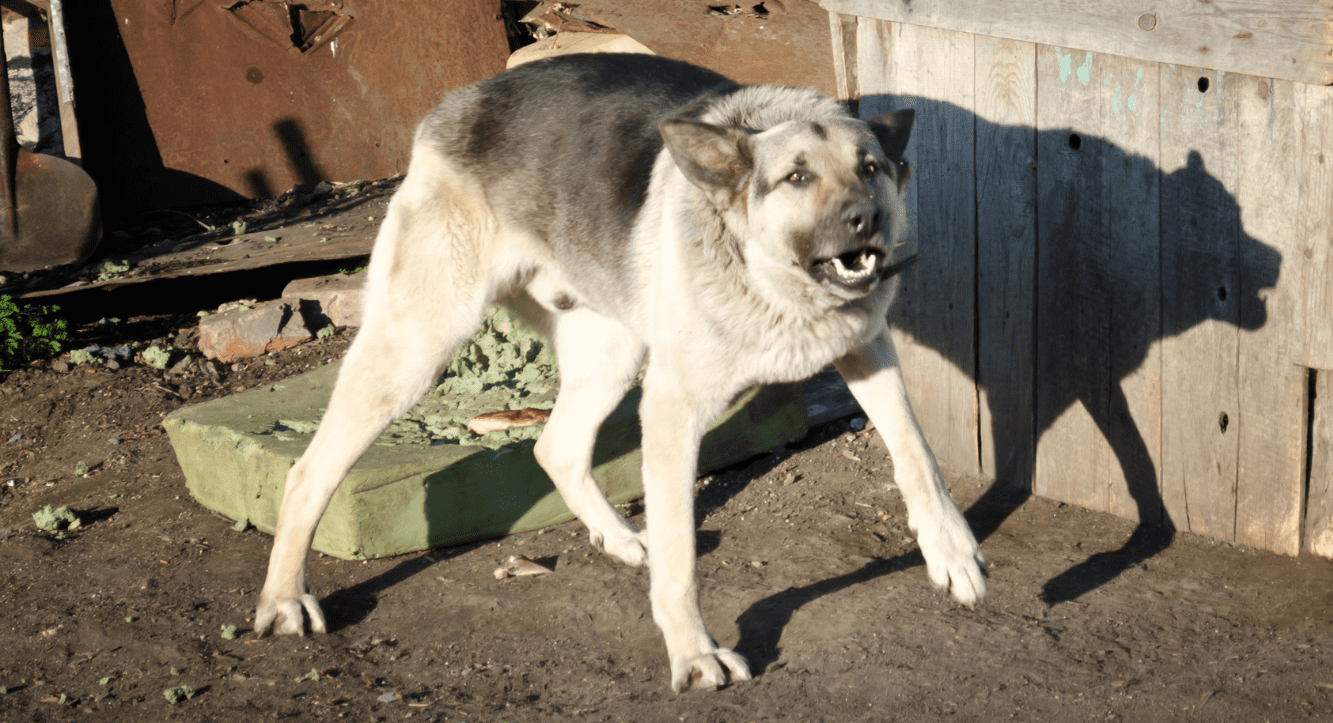 Canine Behaviour in the Field