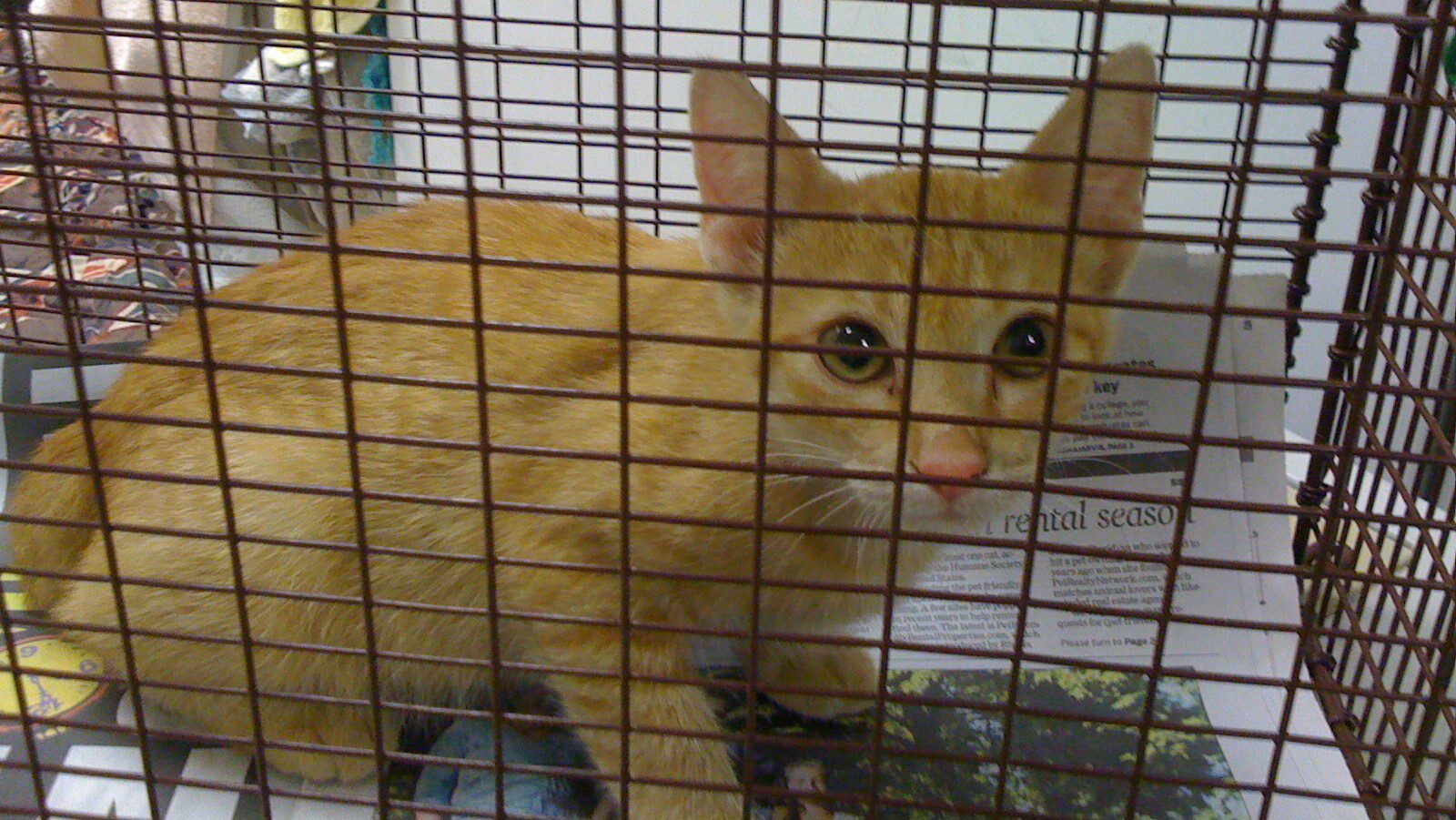 Small orange cat in wire cage