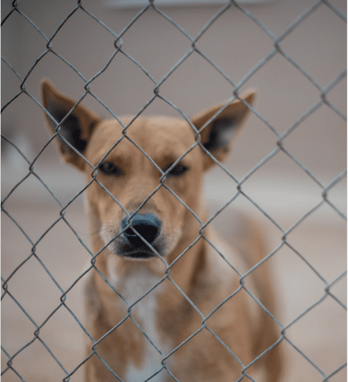 Dog looking through wire fence.