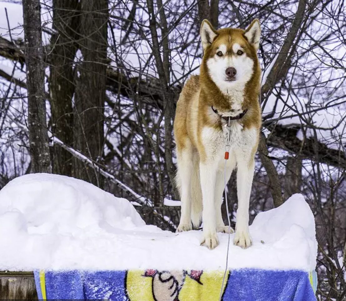 Dog on top of house