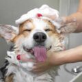 happy corgi covered in suds with tongue out