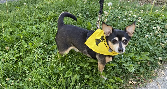Little dog wearing yellow bandana