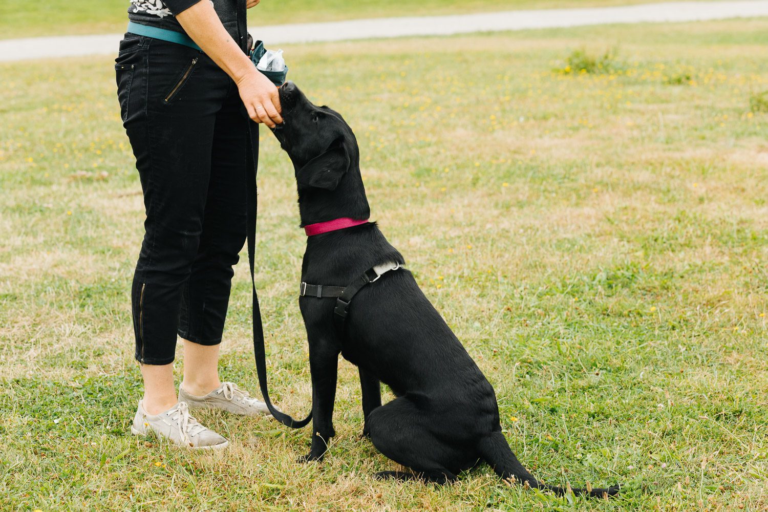 Trainer with black dog giving treat during training