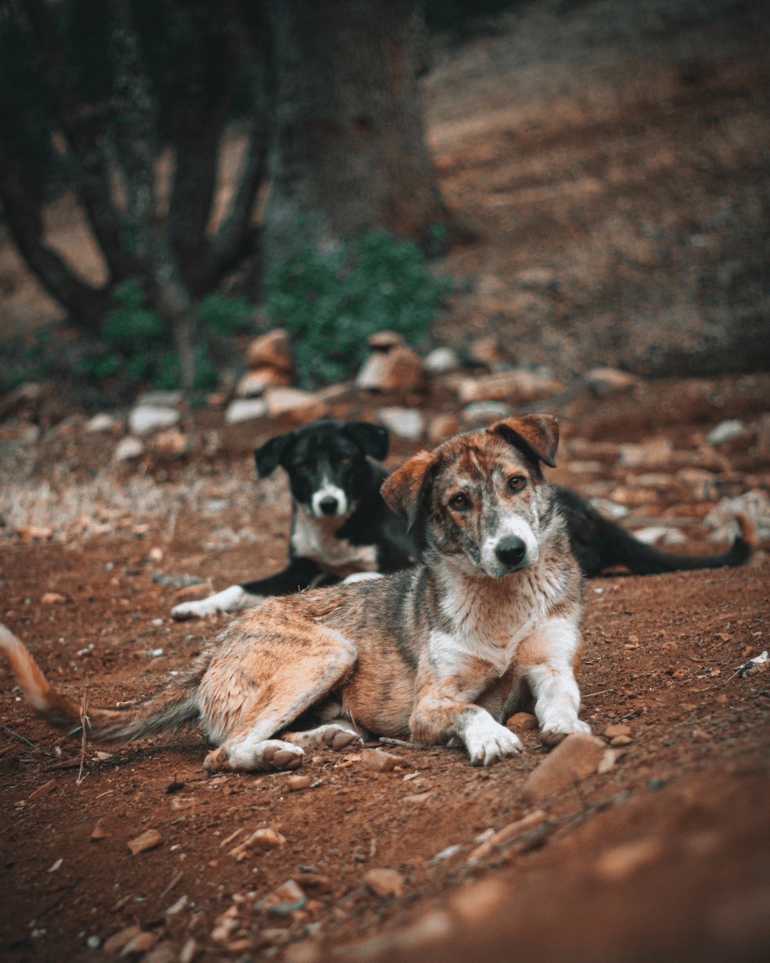 Two dogs relaxed outside