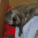 How to rescue a wild animal