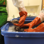 Orange gloved person washing ducks