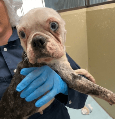 Rescued dog, being held by medical staff in PPE
