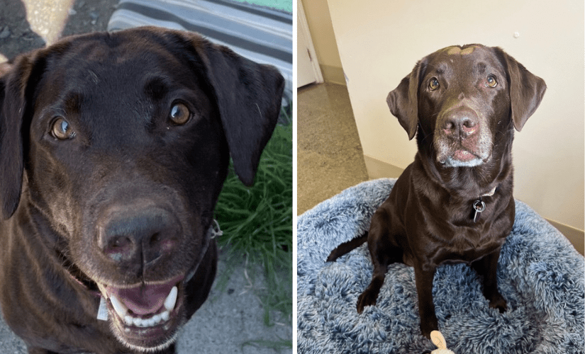 Gracie a happy medium to large sized dog with floppy ears looking towards you.
