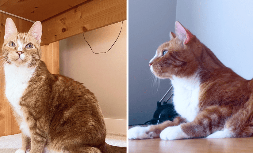 Happy the orange tabby white white under his neck sitting and relaxing, paws forward.