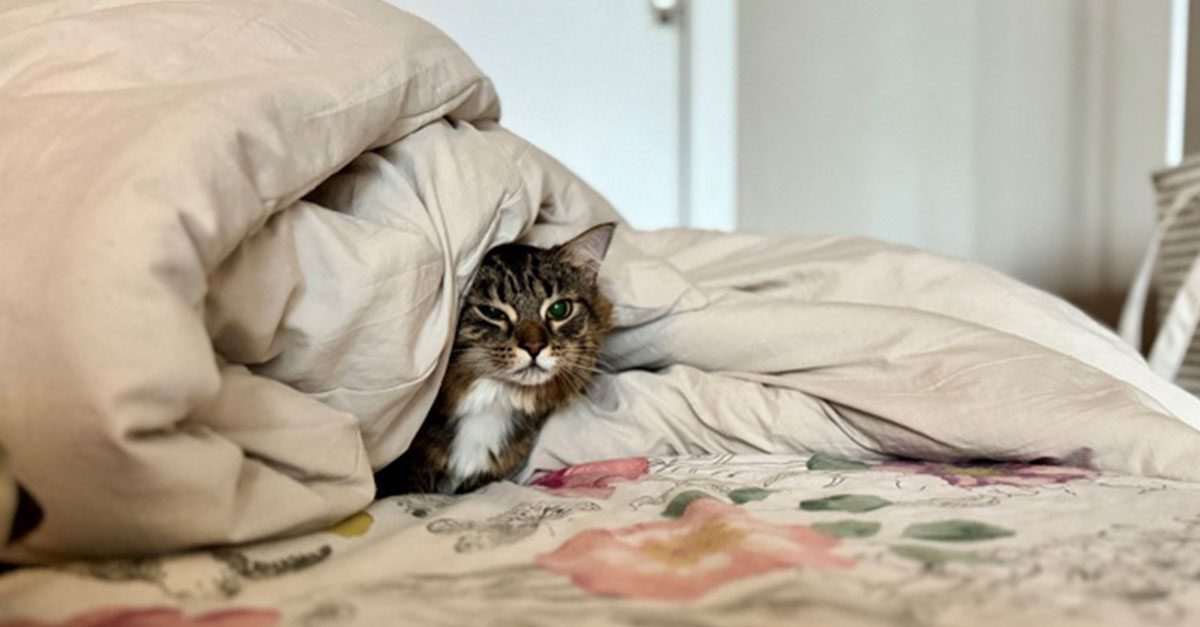 Miracle the cat recovering in her foster parents bed.