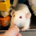 small white mouse feeding from hand