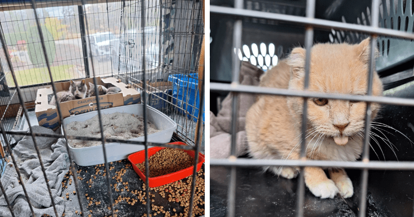 two cats sitting in a cage with mess around them