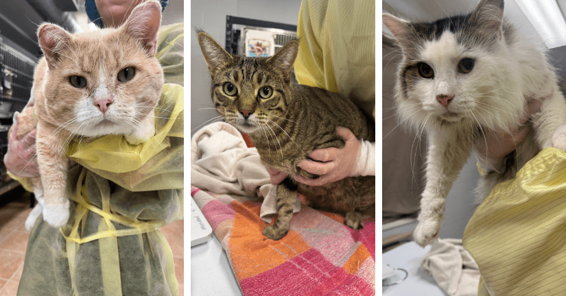 3 cats being held after coming into care
