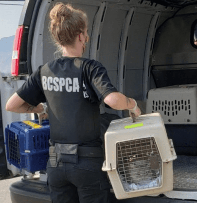 Officer loading animals into transfer van