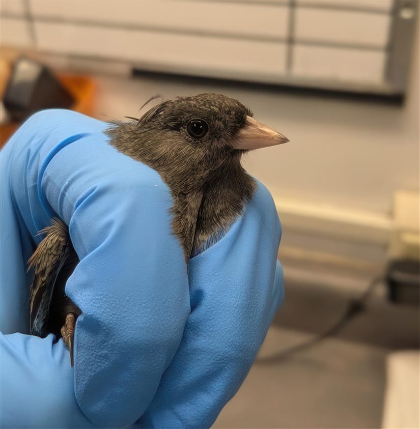 Oregon Junco in care at Wild ARC after being caught by a cat