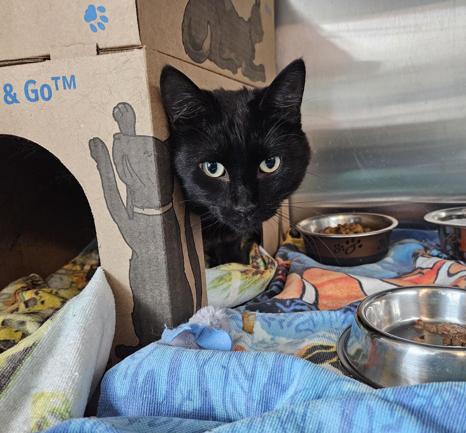 a black cat sitting in a kennel and looking out from their hiding place