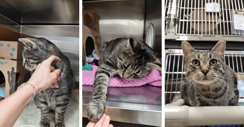 tabby cat being pet while in care