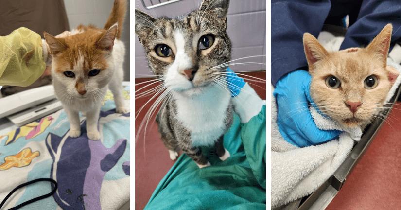 three cats receiving pets while in care