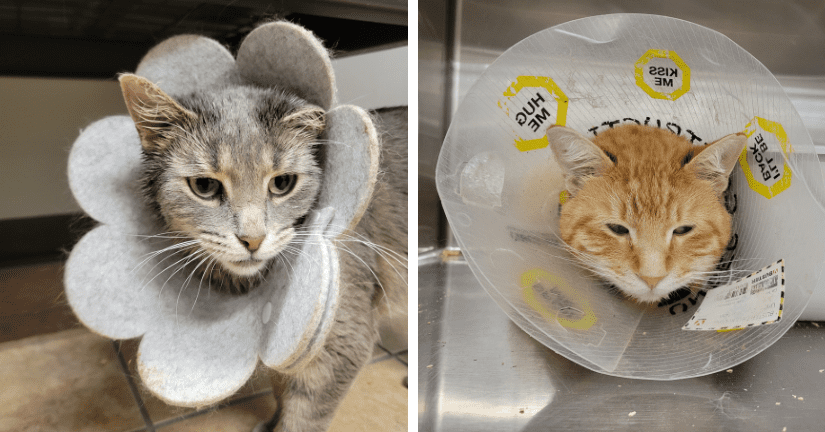 two cats in cones while in care