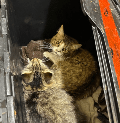 Rescued cats