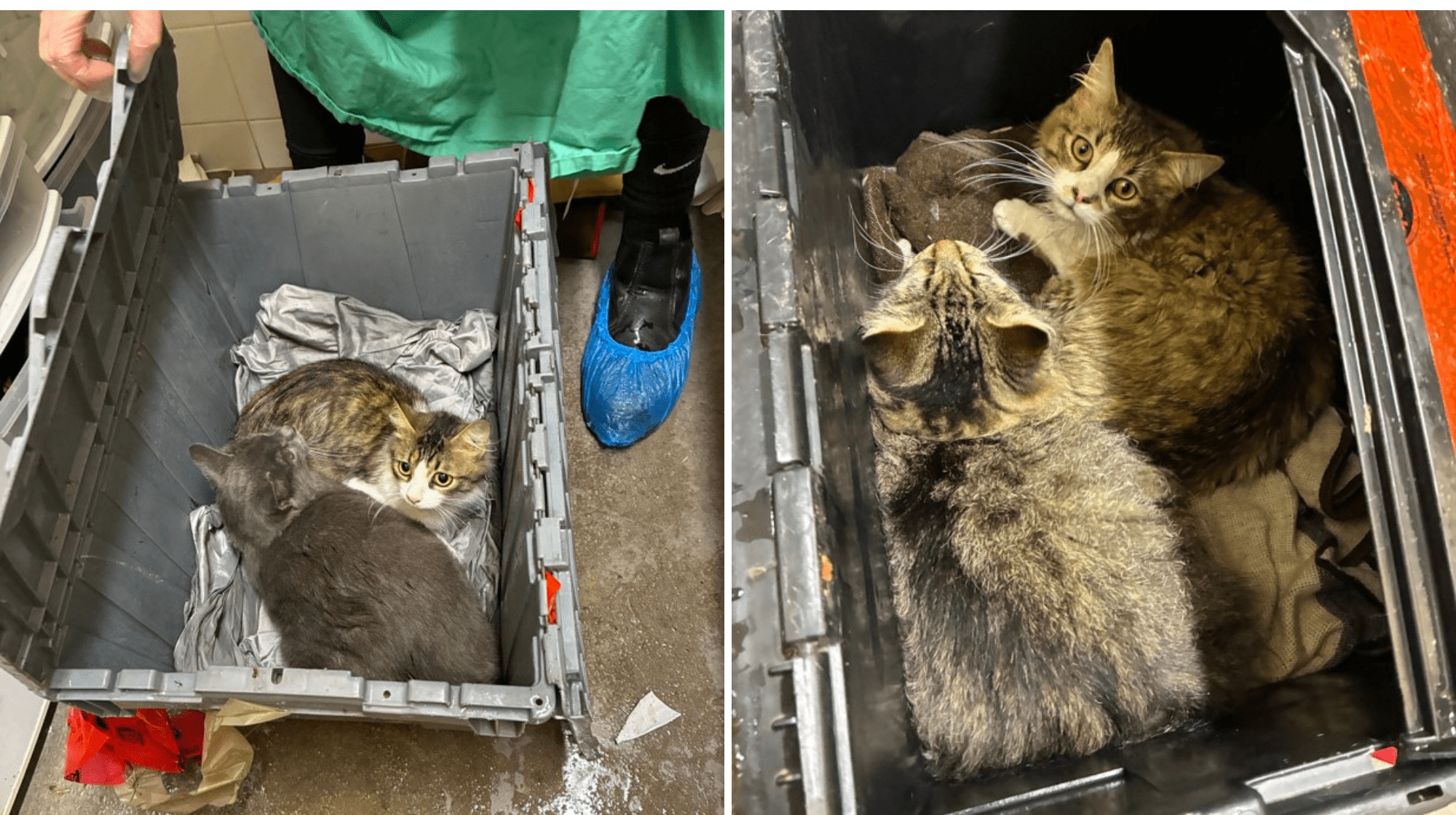 3 cats being held after coming into care