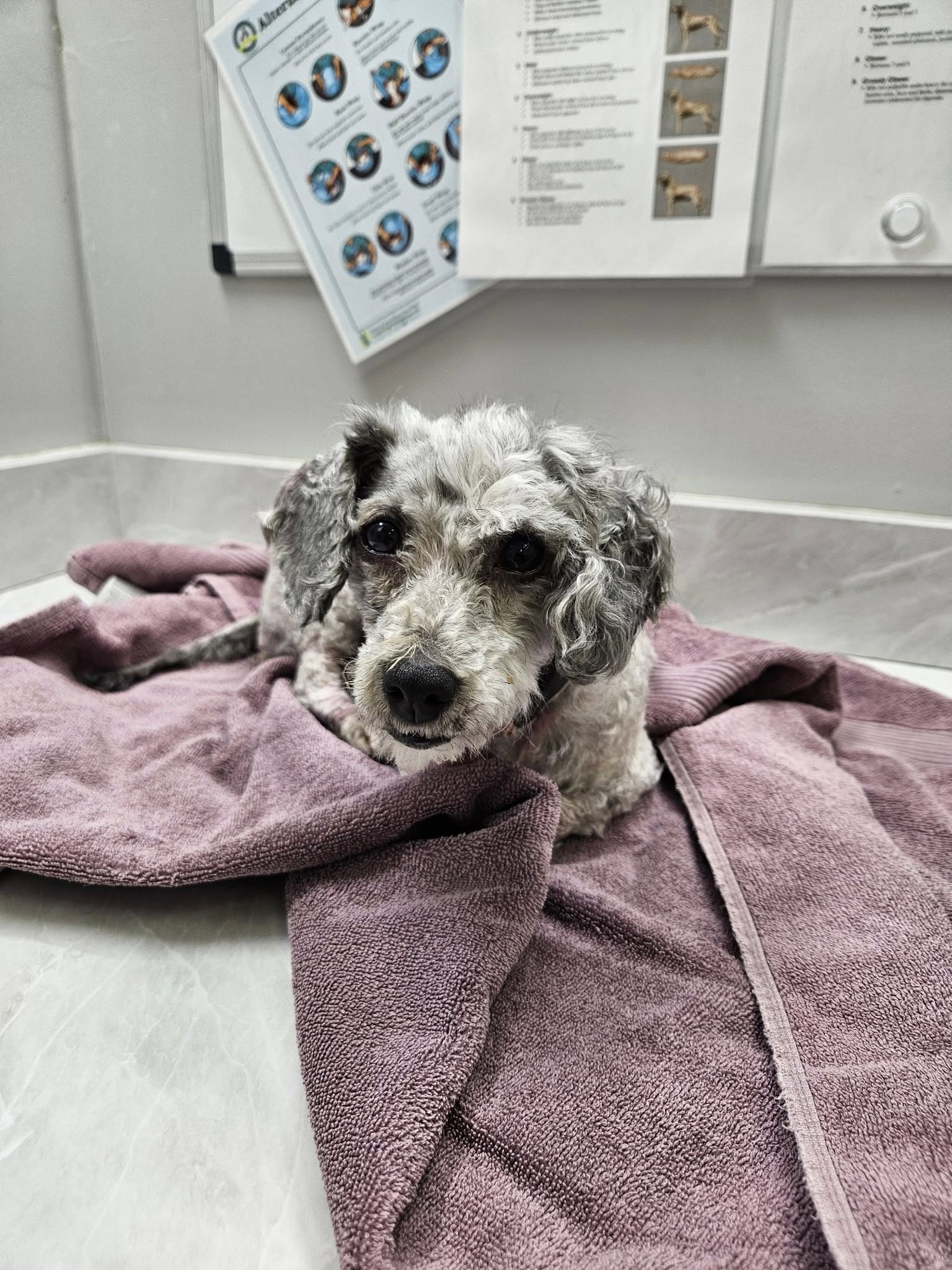 grey poodle sitting on purple towel looking at camera