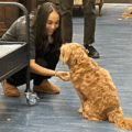 The actress playing Annie greets with one of the dogs cast as sandy by shaking their paw.